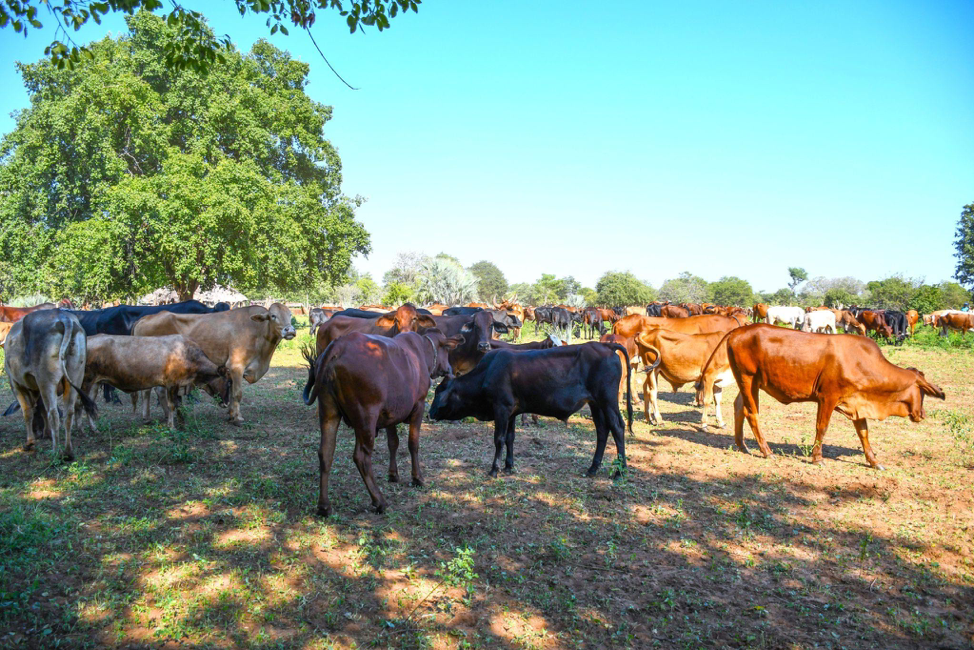 Farmer becomes resilient through Agroecology