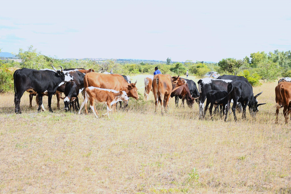 Holistic Management Fostering Social Cohesion in Shurugwi