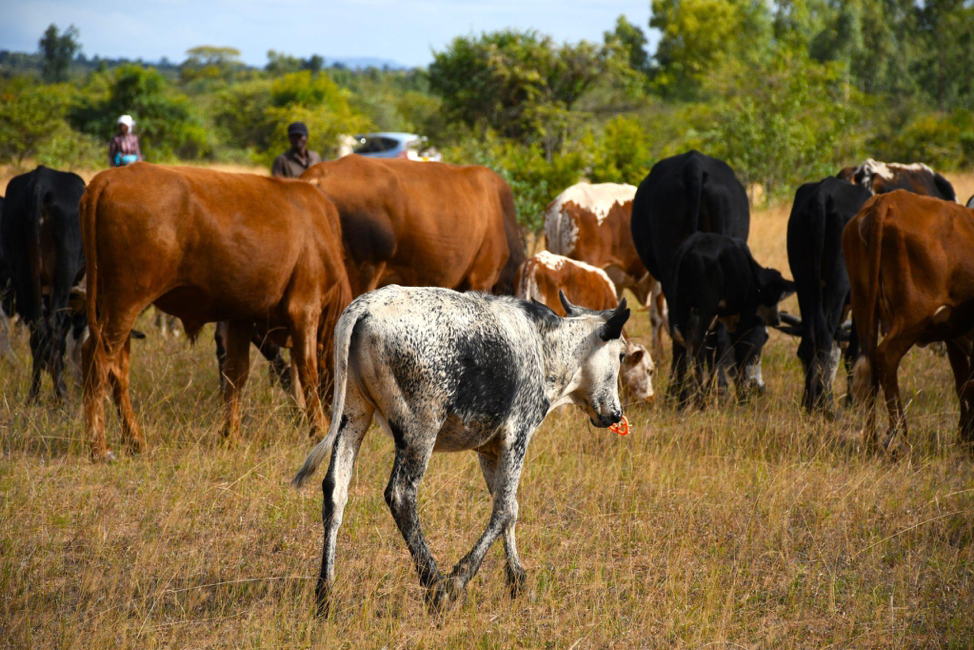 Farmer Champions Traditional Animal Remedies in Chimanimani