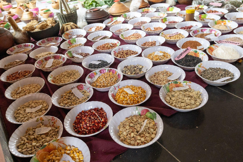 District festivals strengthen seed sovereignty