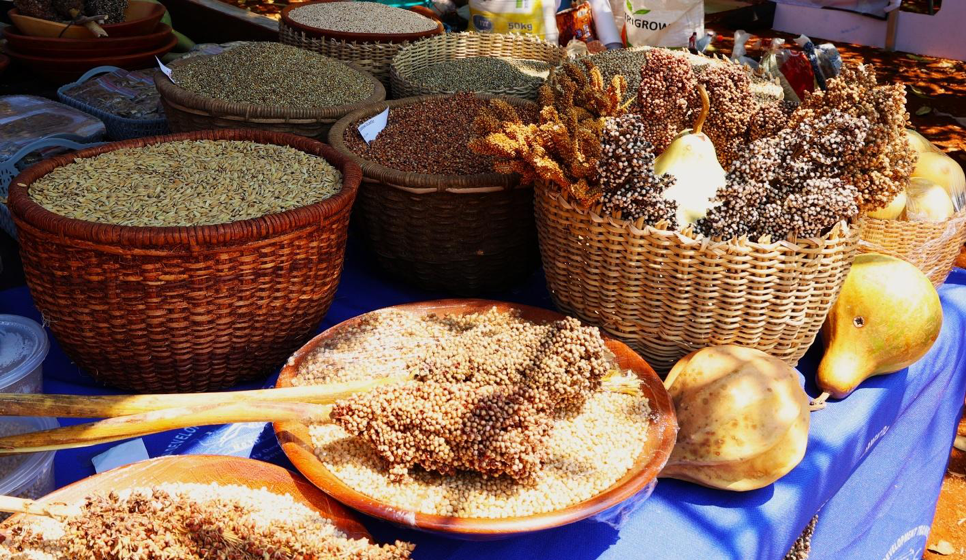 Farmers make a stand on seed rights for food sovereignty