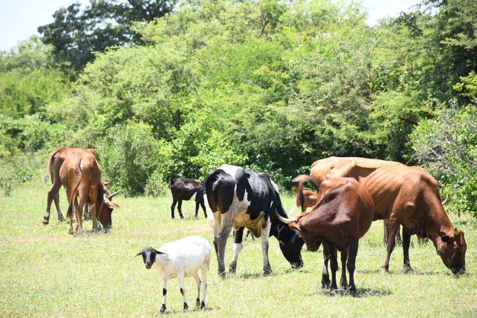 Chinyika farmer rallies community resilience through HLLM