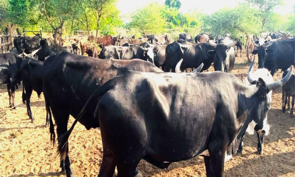 Youths use HLLM to transform Mabasa village