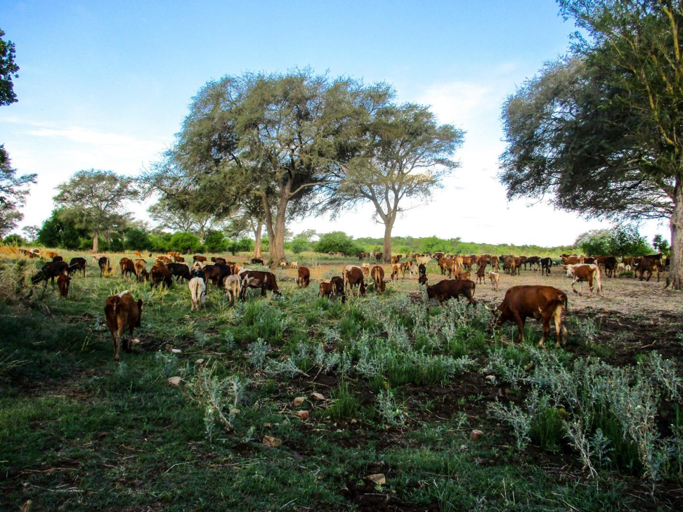 Female herder leads community transformation through landscape regeneration